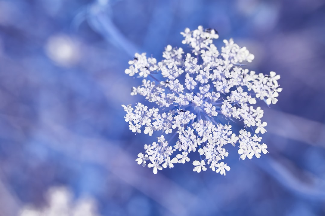 Unlocking Data Insights with Snowflake Cortex: A Deep Dive into Serverless AI and LLMs