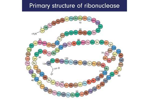 protein structure 3D model - Exploring 3d Protein Structure - American Chemical Society